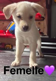 Chiots - Berger australien X Berger blanc - Photo 5