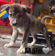 Chiots - Berger australien X Berger blanc - Photo 6