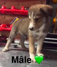 Chiots - Berger australien X Berger blanc - Photo 7