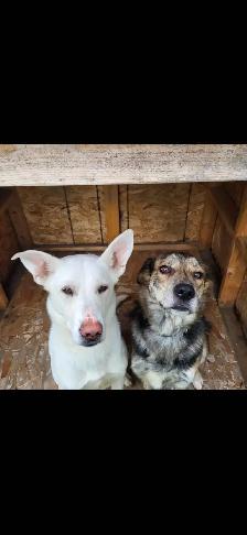 Chiots - Berger australien X Berger blanc - Photo 8