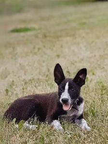 Border Collie/Heeler