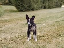 Border Collie/Heeler - Photo 2