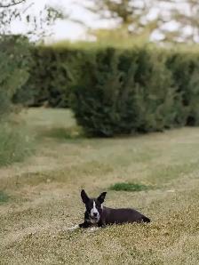 Border Collie/Heeler - Photo 3
