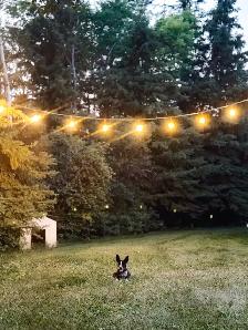 Border Collie/Heeler - Photo 4