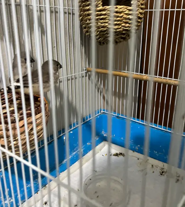 Zebra finch
