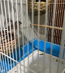 Zebra finch
