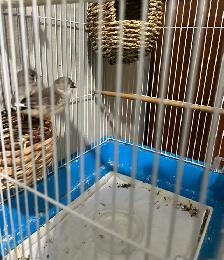 Zebra finch - Photo 2