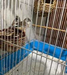 Zebra finch - Photo 3