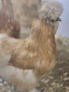 poule soyeuse disponible