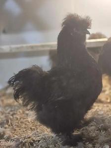 poule soyeuse disponible - Photo 2