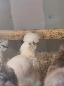poule soyeuse disponible - Photo 3