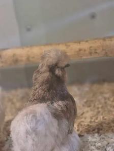 poule soyeuse disponible - Photo 4