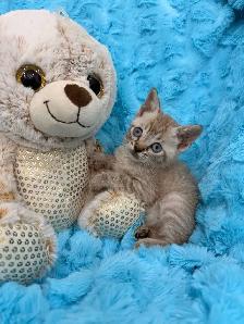 ❤️❤️Snow Bengal Kitten ❤️❤️(647) 362-8118 - Photo 3