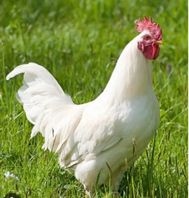 White Leghorn Laying Hens
