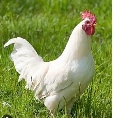 White Leghorn Laying Hens