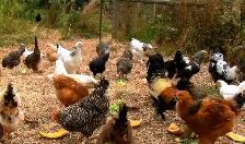 Barnyard mix laying hens - $25 each