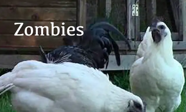 ZOMBIE LAYING HENS!