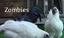 ZOMBIE LAYING HENS!