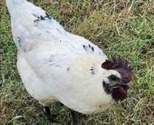 ZOMBIE LAYING HENS! - Photo 2