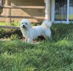 Sweet Purebred Adult Havanese Female