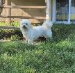 Sweet Purebred Adult Havanese Female