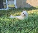 Sweet Purebred Adult Havanese Female - Photo 2