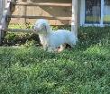 Sweet Purebred Adult Havanese Female - Photo 3