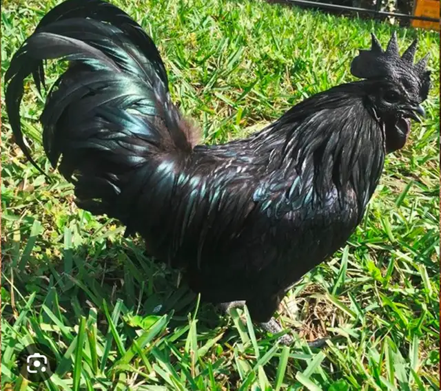 SVART HONA ROOSTER - RARE!!