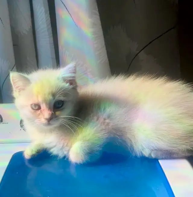 Adorable British Shorthair Kitten