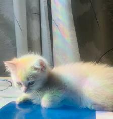 Adorable British Shorthair Kitten - Photo 2