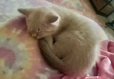 Adorable British Shorthair Kitten - Photo 3