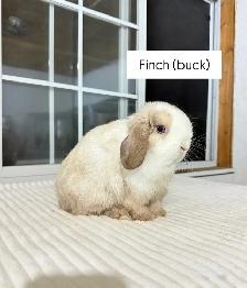 Sweet Holland Lop bunnies - Photo 7