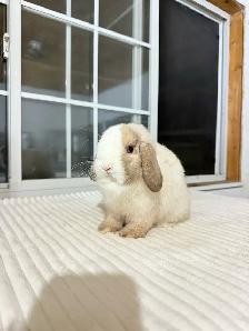 Sweet Holland Lop bunnies - Photo 8