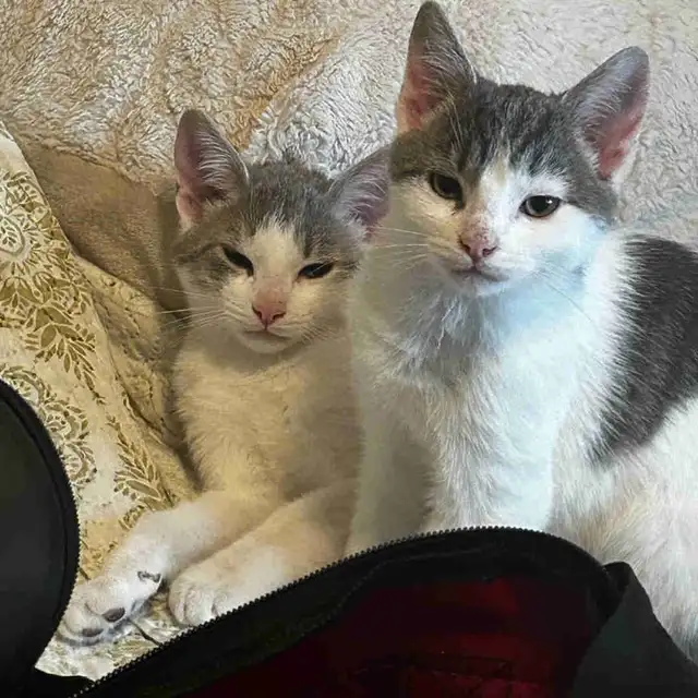 Kittens for Rehoming