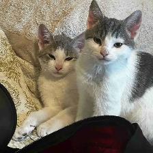 Kittens for Rehoming