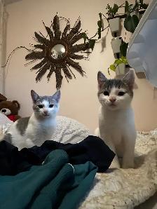Kittens for Rehoming - Photo 2