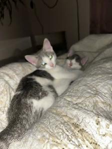 Kittens for Rehoming - Photo 3
