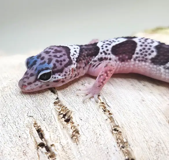 gecko leopard mack snow