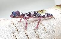 gecko leopard mack snow - Photo 2