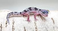 gecko leopard mack snow - Photo 3
