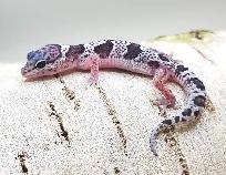 gecko leopard mack snow - Photo 4