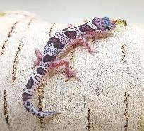 gecko leopard mack snow - Photo 5