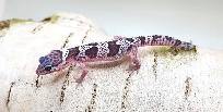 gecko leopard mack snow - Photo 6