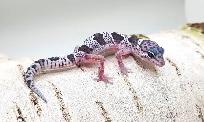 gecko leopard mack snow - Photo 7