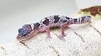 gecko leopard mack snow - Photo 8