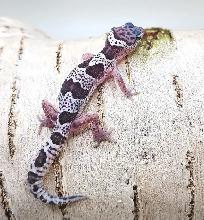 gecko leopard mack snow - Photo 9
