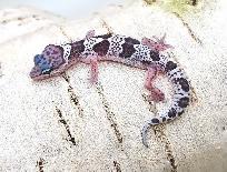 gecko leopard mack snow - Photo 10