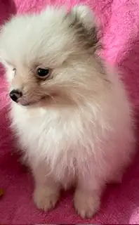 Pomeranian Puppies