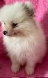Pomeranian Puppies