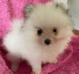 Pomeranian Puppies - Photo 2